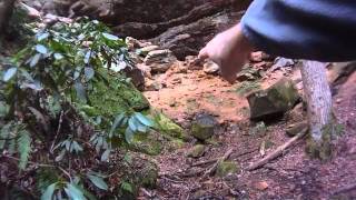 preview picture of video '12 13 2011 Red River Gorge Grays Arch Hike'