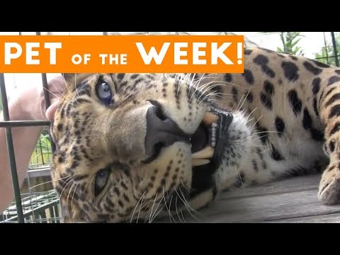 Cutest Pet Clip of the Week September 2017 | Leopard Loves Getting Pet!