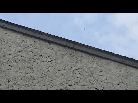 Fascia Ruined by Carpenter Bees in East Brunswick, NJ