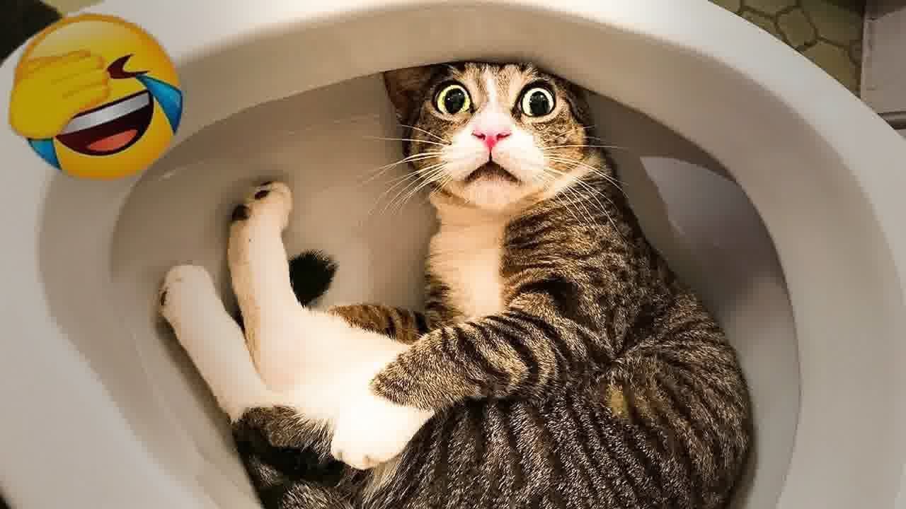 Funny Dog And Cat Videos 🐱🤣 Funny Cats Moments 2024 🤣