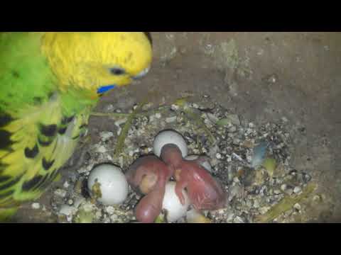 Adeeba birds farm & pets