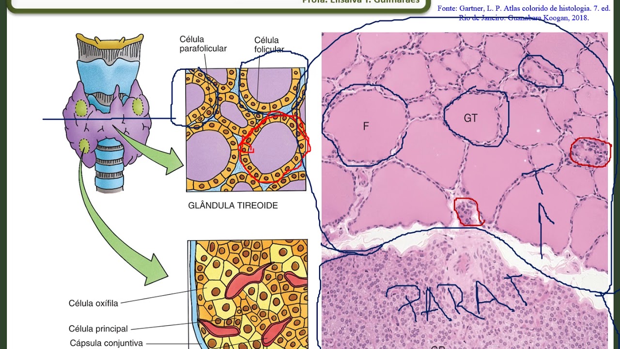 Aula - Histologia do Sistema Endócrino (Parte III - Tireoide, Paratireoide e Adrenais)