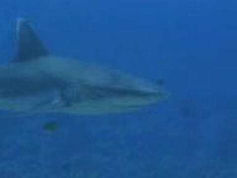 DIVING SHARKS - SUDAN - Nautica Treviso