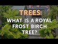 What is a Royal Frost Birch Tree?