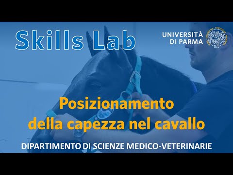 Posizionamento della capezza nel cavallo - Skills Lab UNIPR