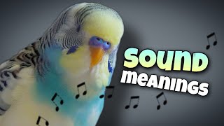 Download lagu Parakeet Sounds and Their Meanings 🐦🔊 mp3