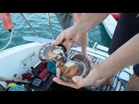 BOAT LIFE | How to Shuck a Scallop - A Scallop Diving Adventure |