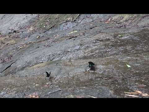 Butterflies 🦋🦋