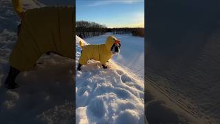 これを見れば冬が好きになる。自由すぎる動物たちの雪遊び10選🥰 #動物
