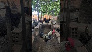 A barbudinha está no quintal para sair do choco
