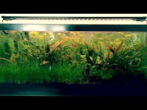 discontinued 30 finnex 24
