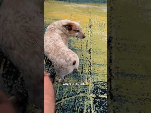 #foryou #funny #dogs #viral