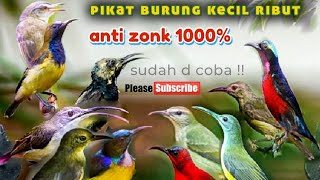 Download lagu suara pikat semua burung kecil ribut|| anti zonk !! mp3