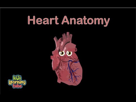 The Heart Anatomy Song