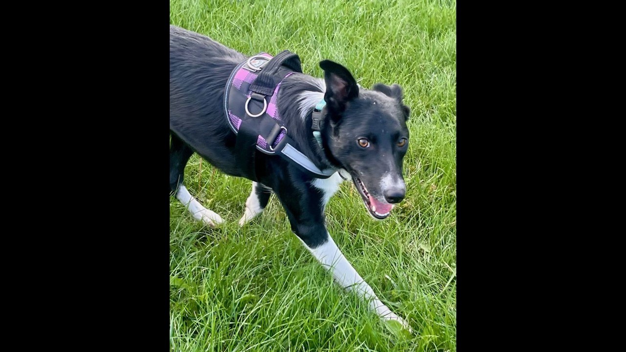 Enlarge Mint, a Adoptable Border Collie in Brainerd, MN video 1/6