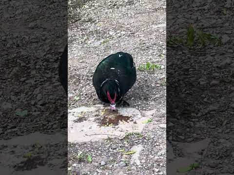 My favorite duck in my favorite mud hole. #ducks #fishing #wataguariver #Tennessee
