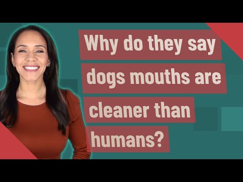 Why do they say dogs mouths are cleaner than humans?