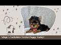 Yorkshire Terrier dogs for sale: Dolly - Video 1