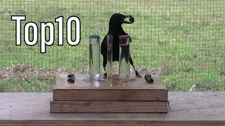 Dünyanın ən ağıllı 10 heyvanı