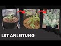Erhöhe Deine Cannabis Ernte Mit Dieser LST Methode