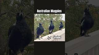 Download lagu Burung Gagak Australia Menghasilkan Suara yang Sangat Indah #gagak #suaraburung #video pendek mp3