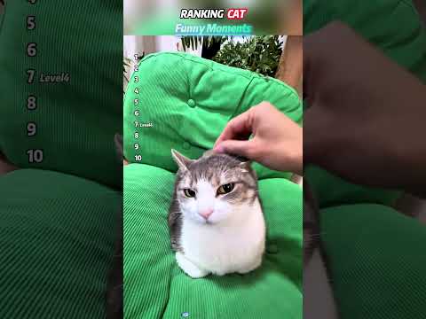 Funny cats #cat #funnycats
