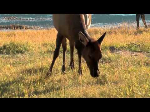 Weltnaturerbe USA 3D - Yellowstone Nationalpark (Blu-ray) (Deutscher Trailer)
