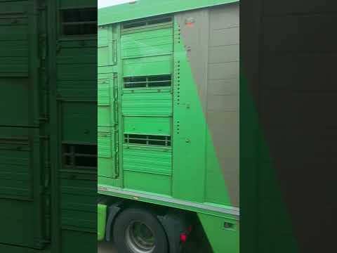 man Tiertransporter #lkwfahrer #lkw #partymusik #erkelenz