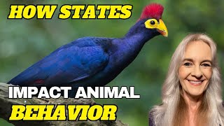 An Exploration of “States” and their Impact on Animal Behavior