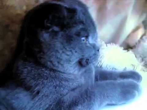 VERUSCHKA The Classical Cat