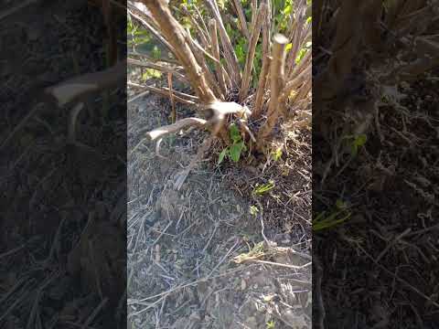 園芸 セージ総苞