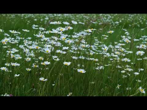 432 Hz - Gladiator - Meditation Ambience & Music