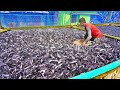 Hybrid Magur Fish Farming Business | Million Of Hybrid Magur Eating Food in Tank | Fish Farm in Asia