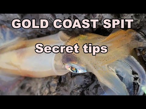 Hurry! SPIT squid, squid, squid!!Gold Coast fishing Land base Rocky D
