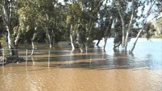preview picture of video 'Murray river floods Tocumwal n/s/w 2010'