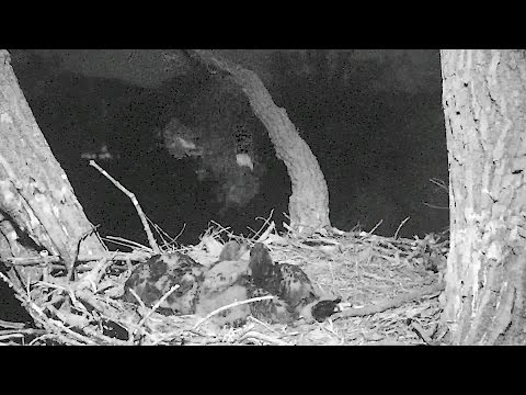 Decorah N2B 17/05/6  04:57 Owl knocks Mom off the skywalk - slow motion