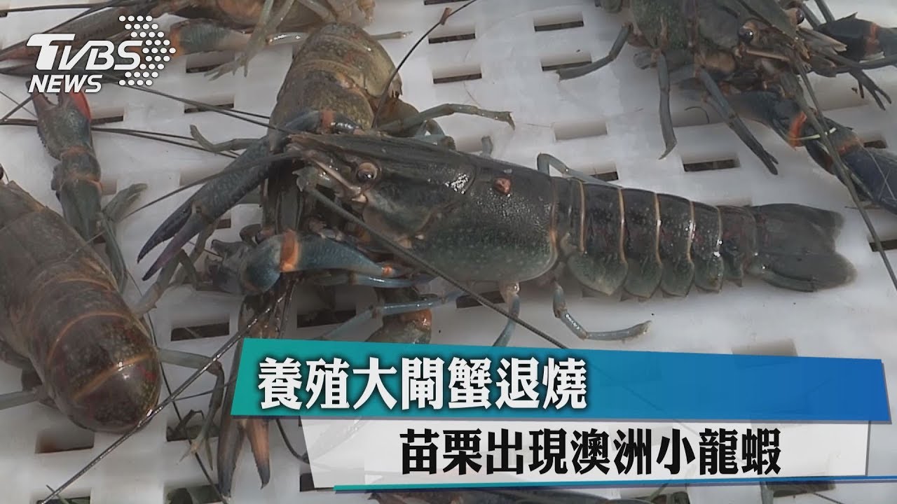 養殖大閘蟹退燒　苗栗出現澳洲小龍蝦