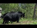 Intimate Black Bear Mating Scene BBC Earth