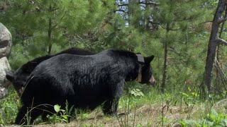 Intimate Black Bear Mating Scene  BBC Earth