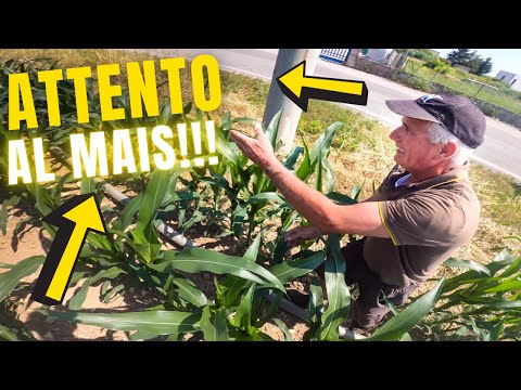 WATCH OUT FOR YOUR CORN!!! | Preparing Your Corn Irrigation System | Philips Country