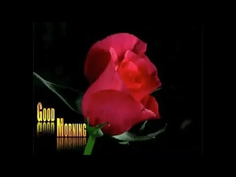 Good Morning flowers WhatsApp Animated GIF[full hd] 1080p