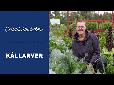 Odla kål - Går det att slippa kållarver?