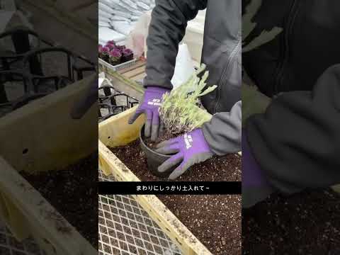 ラベンダー 植物