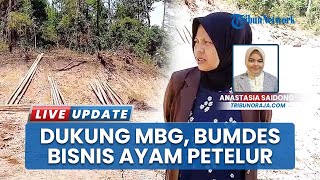 Dukung Program Makan Bergizi Gratis, BUMDes Lembang Bau Tana Toraja Kembangkan Usaha Ayam Petelur