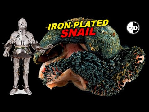 Unlocking the Secrets of the Sea Pangolin: Why the US Army is Funding Research