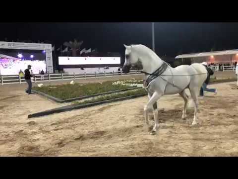 ♛ PSE AL RAKHAN & NASEEM AL NAKEEB ♛ Kuwait - All Nations Cup 2018 - Straight Egyptians