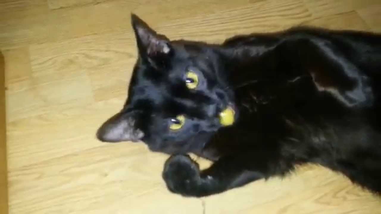 Mi gato max comiendo aceitunas