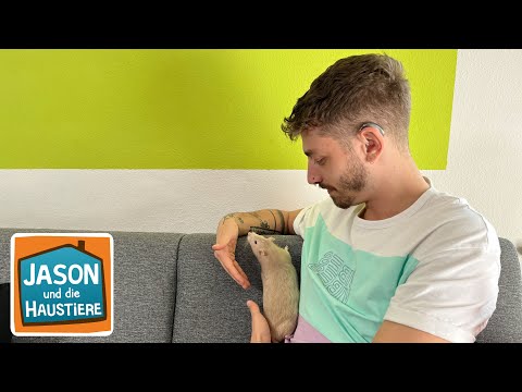 Farbratte | Information für Kinder | Jason und die Haustiere