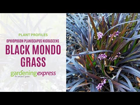 Black Mondo Grass - Ophiopogon planiscapus Nigrascens