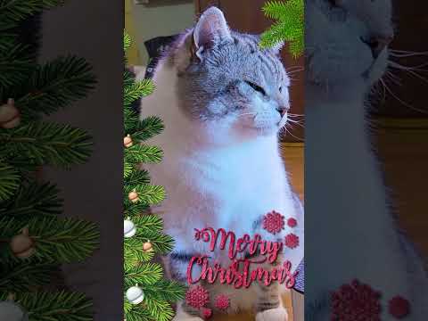 🐱💗Merry Christmas! #short #shorts  #merrychristmas #christmas #merrychristmas2022 #christmascats